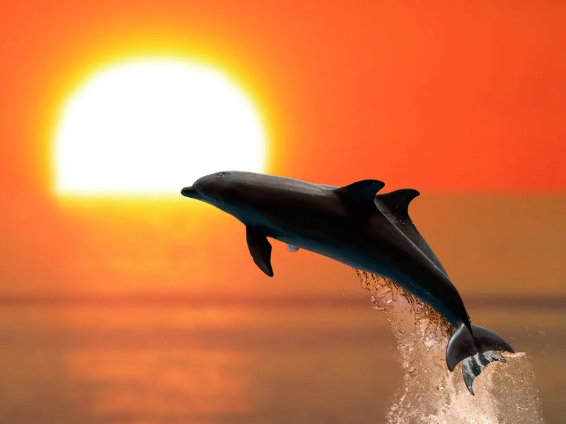 A dolphin leaping out of the water at sunset, with a vibrant orange sky in the background.