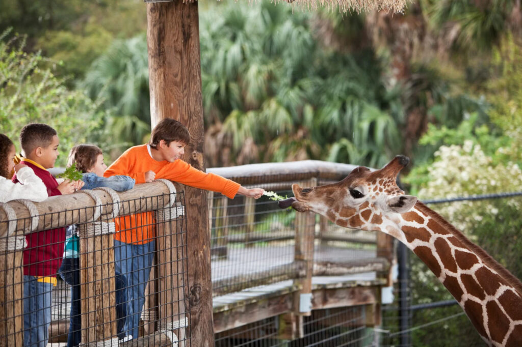 Children feeding a giraffe at a zoo. One child, wearing an orange shirt, is holding out a branch to the giraffe, while other children are standing nearby, observing the interaction.
