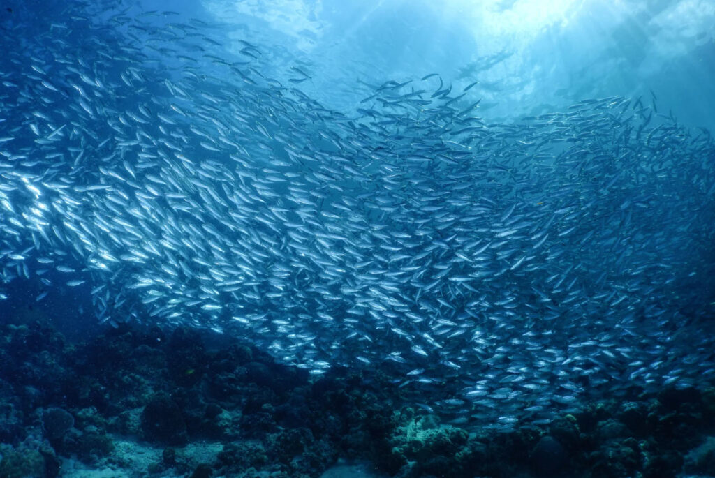 A large school of sardines swimming together underwater, creating a mesmerizing and fluid motion in the deep blue ocean, with light filtering through the water.